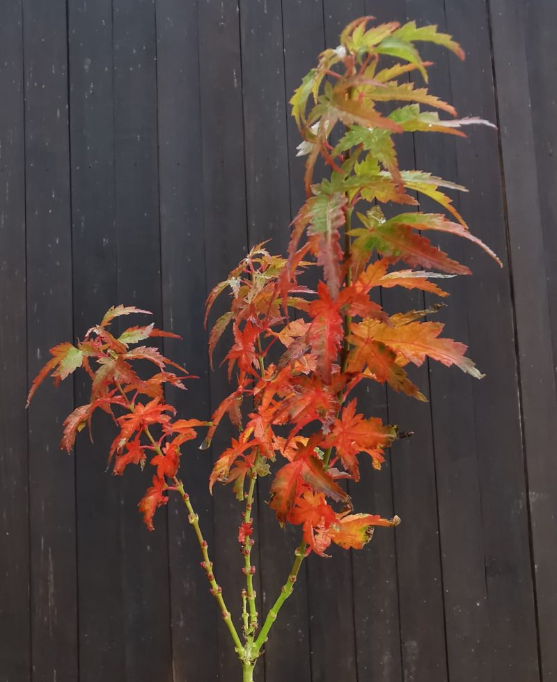 Acer palmatum “Kotohime” 30-40 cm