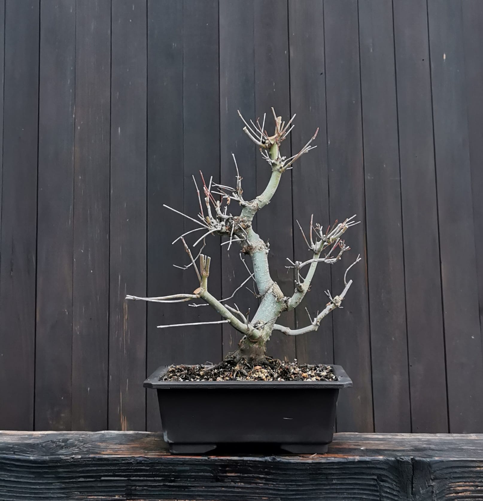 2601AP-02, Acer palmatum, arțar japonez, 965 ron, 33 cm, la prebonsai1