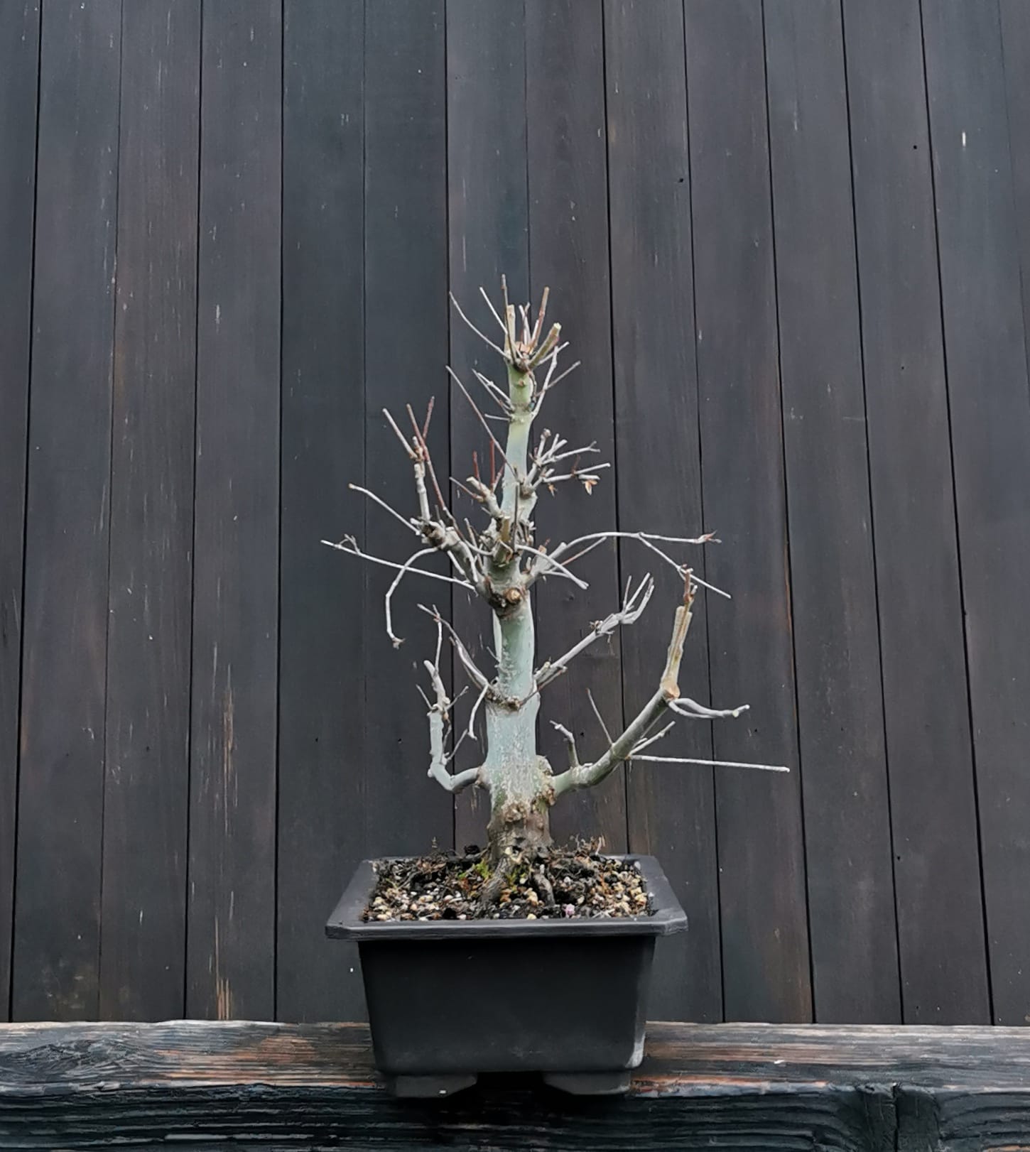 2601AP-02, Acer palmatum, arțar japonez, 965 ron, 33 cm, la prebonsai2