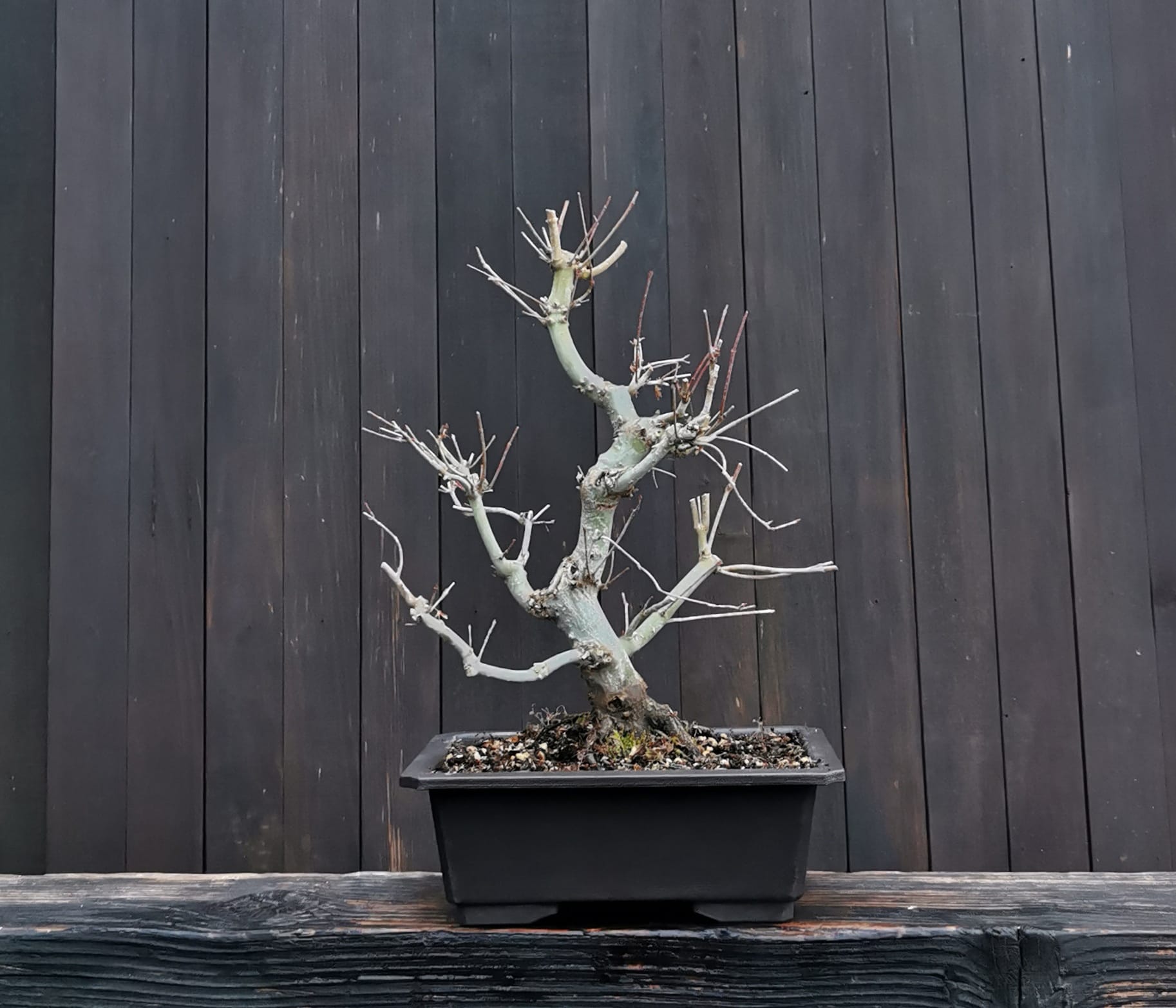 2601AP-02, Acer palmatum, arțar japonez, 965 ron, 33 cm, la prebonsai3