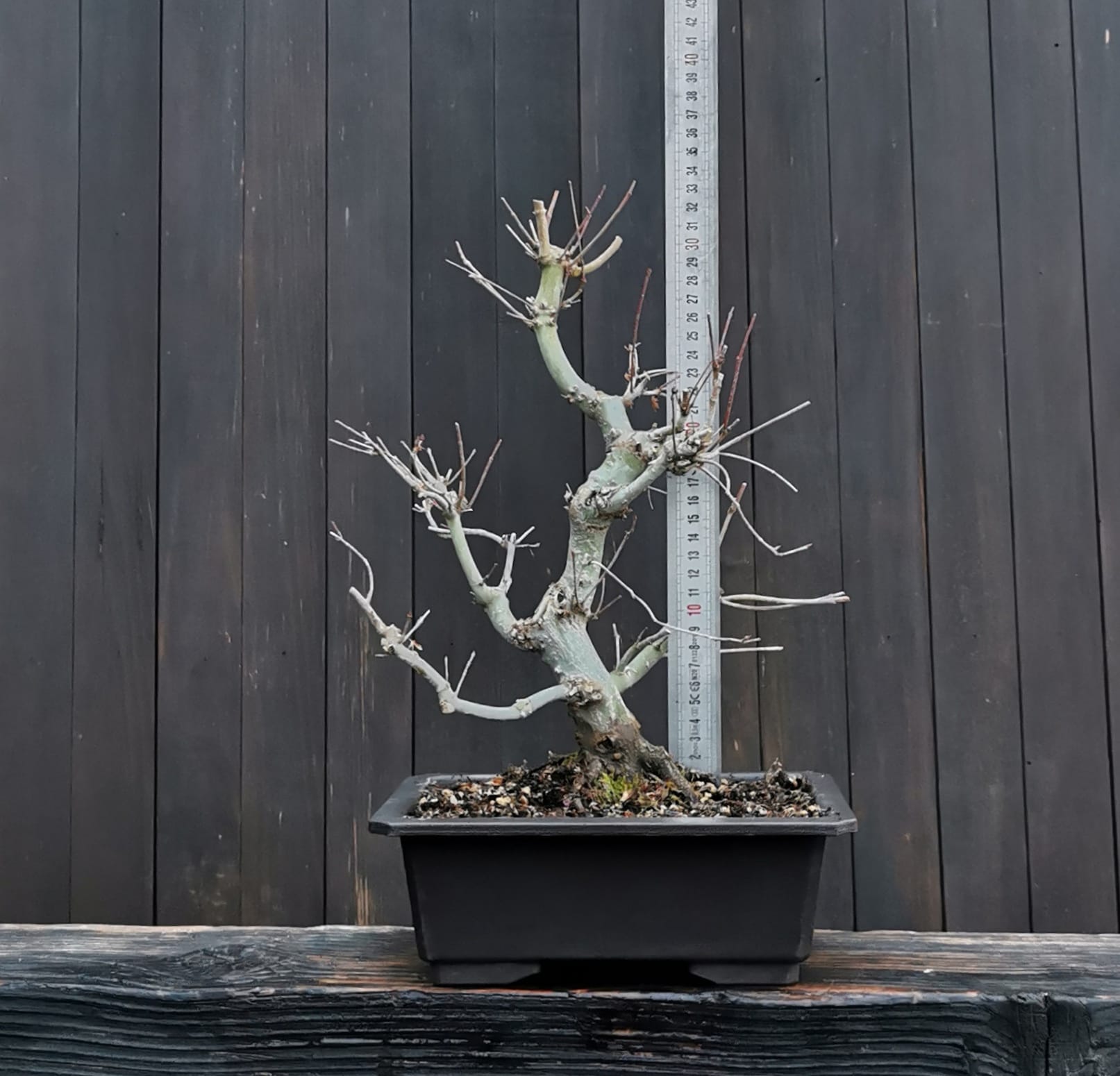 2601AP-02, Acer palmatum, arțar japonez, 965 ron, 33 cm, la prebonsai4