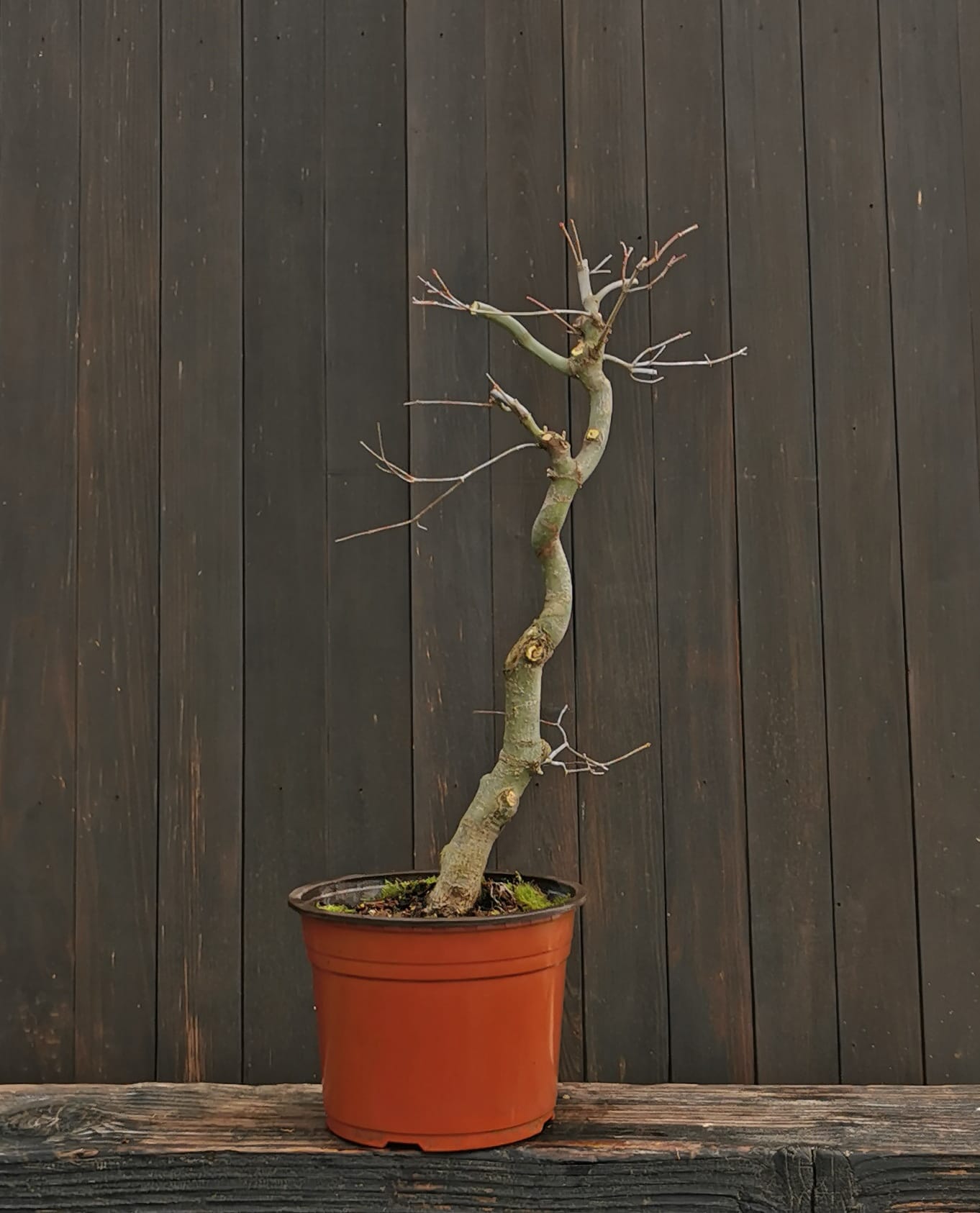 2601AP,-03,, Acer palmatum, arțar japonez, 40 cm, 490 ron, La prebonsai1