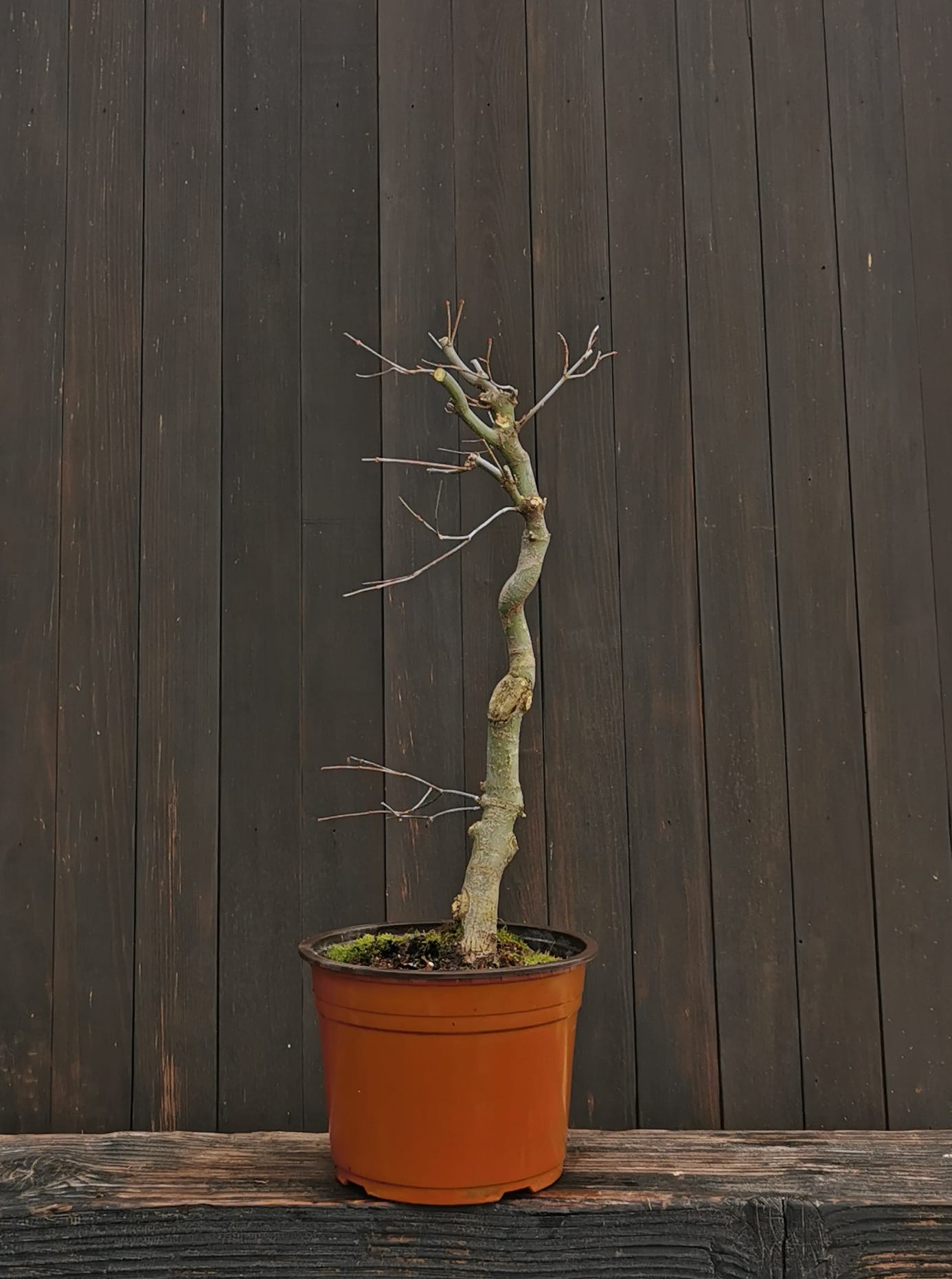 2601AP,-03,, Acer palmatum, arțar japonez, 40 cm, 490 ron, La prebonsai2