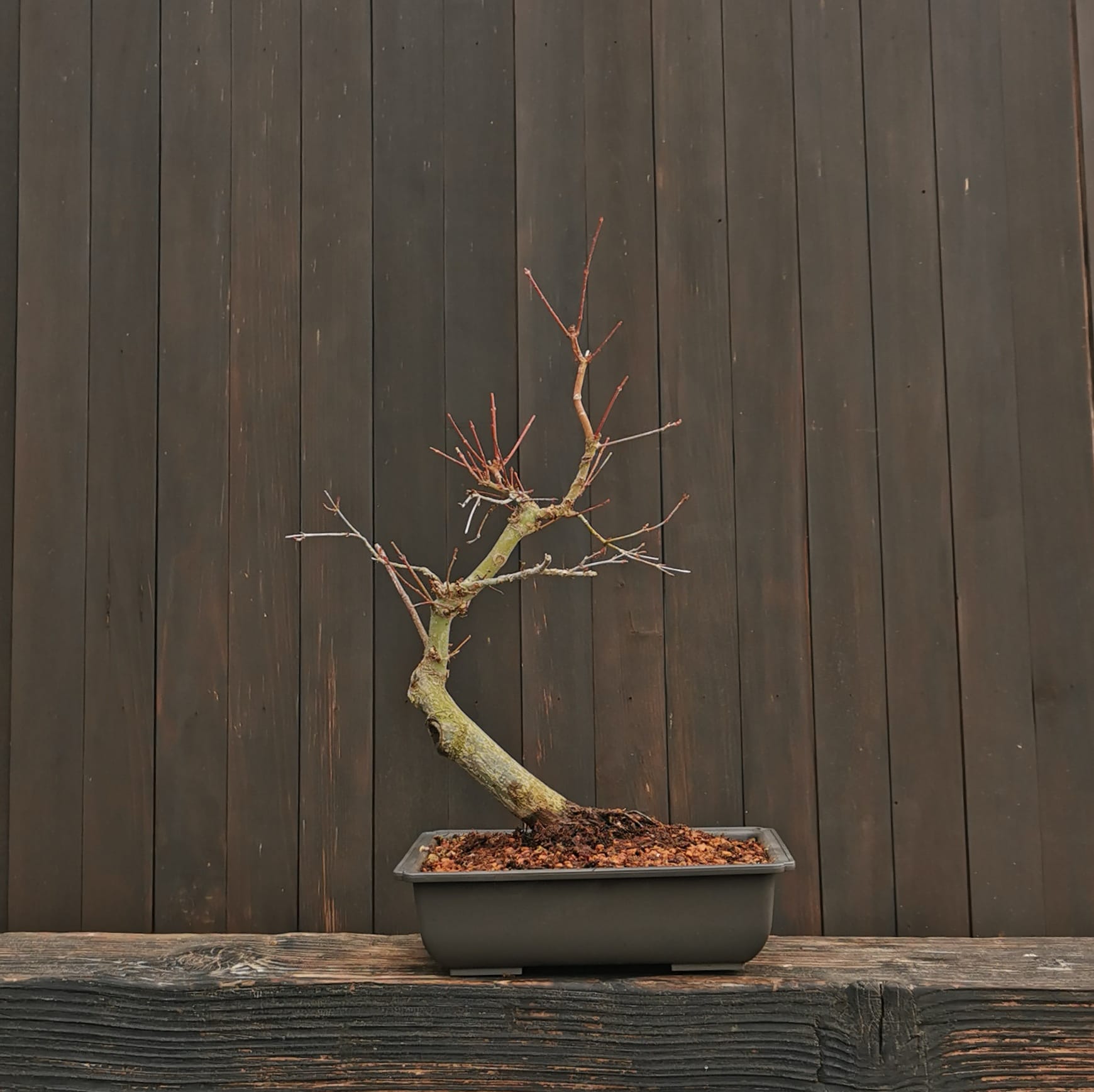 2601AP-04, Acer palmatum,Arțar japonez, 32 cm, 540 ron, la prebonsai1