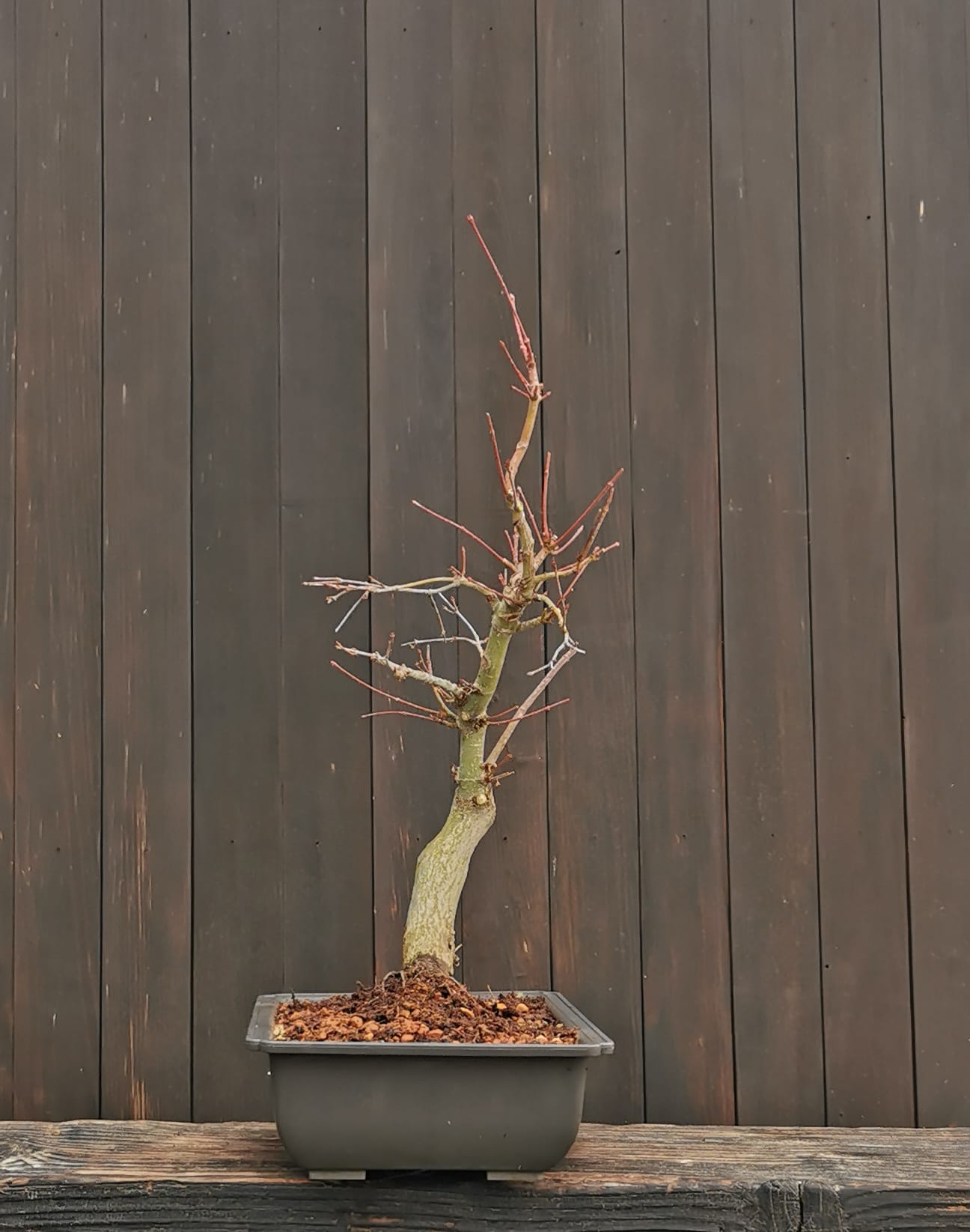 2601AP-04, Acer palmatum,Arțar japonez, 32 cm, 540 ron, la prebonsai2