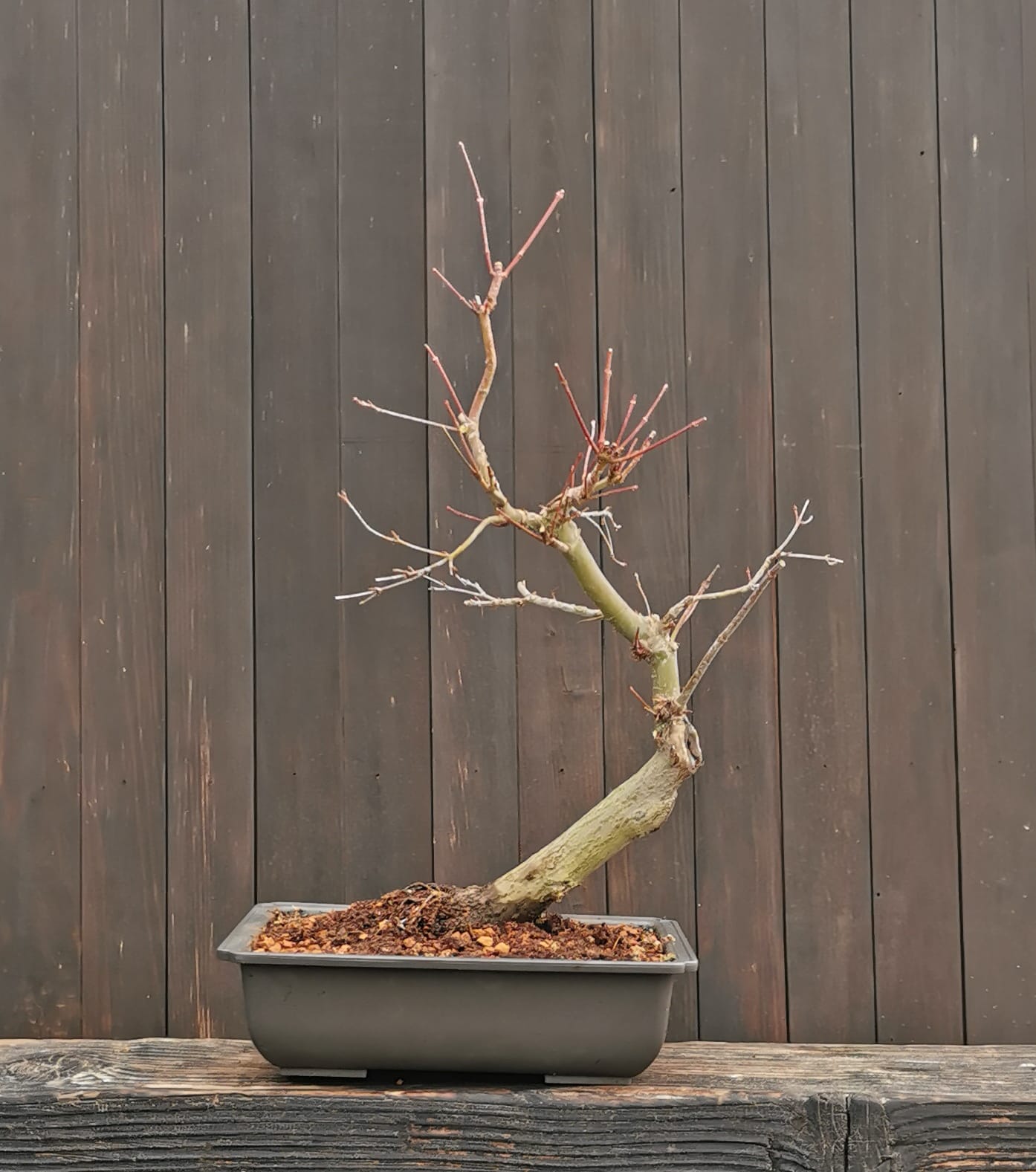 2601AP-04, Acer palmatum,Arțar japonez, 32 cm, 540 ron, la prebonsai3