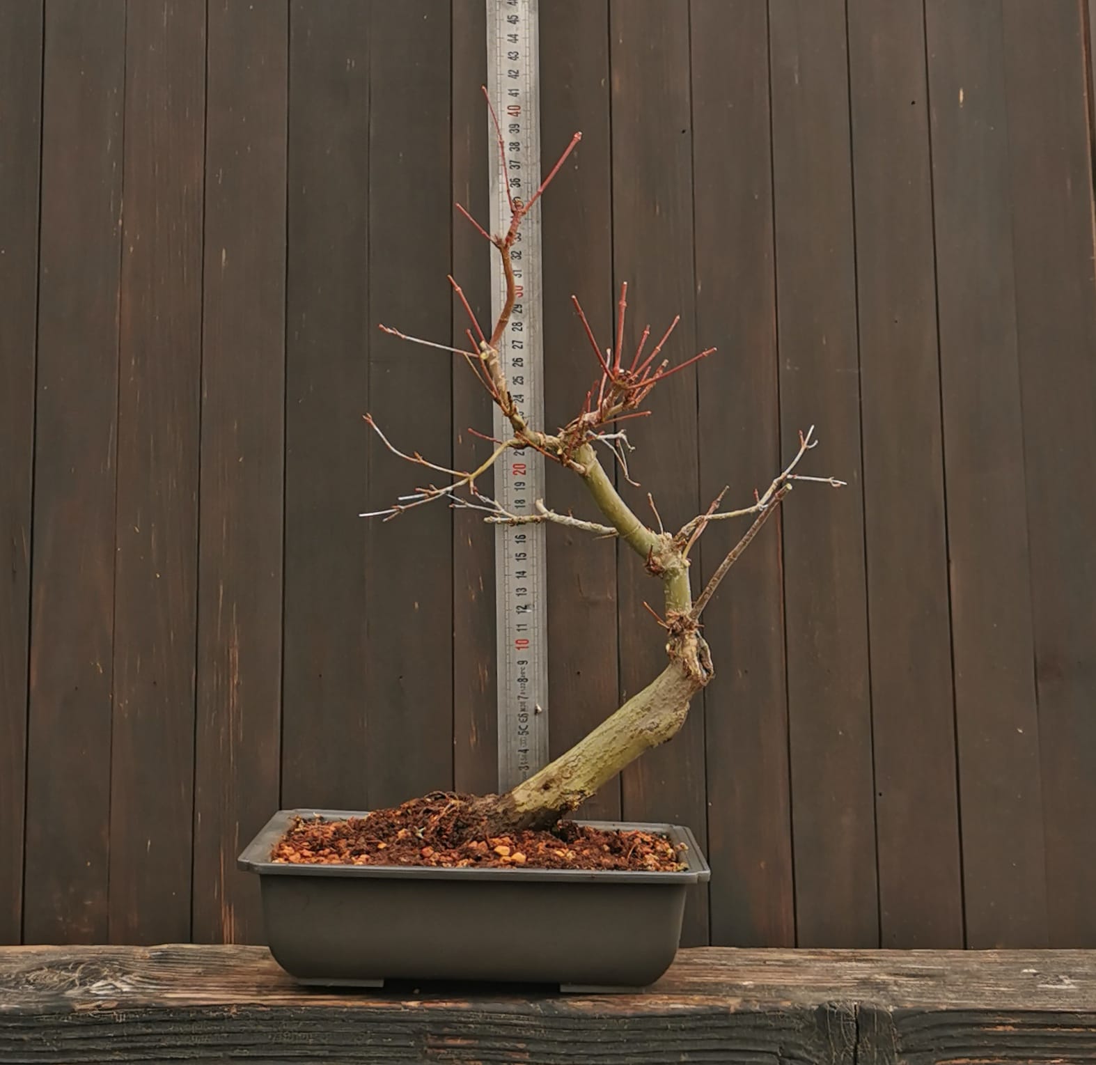 2601AP-04, Acer palmatum,Arțar japonez, 32 cm, 540 ron, la prebonsai4