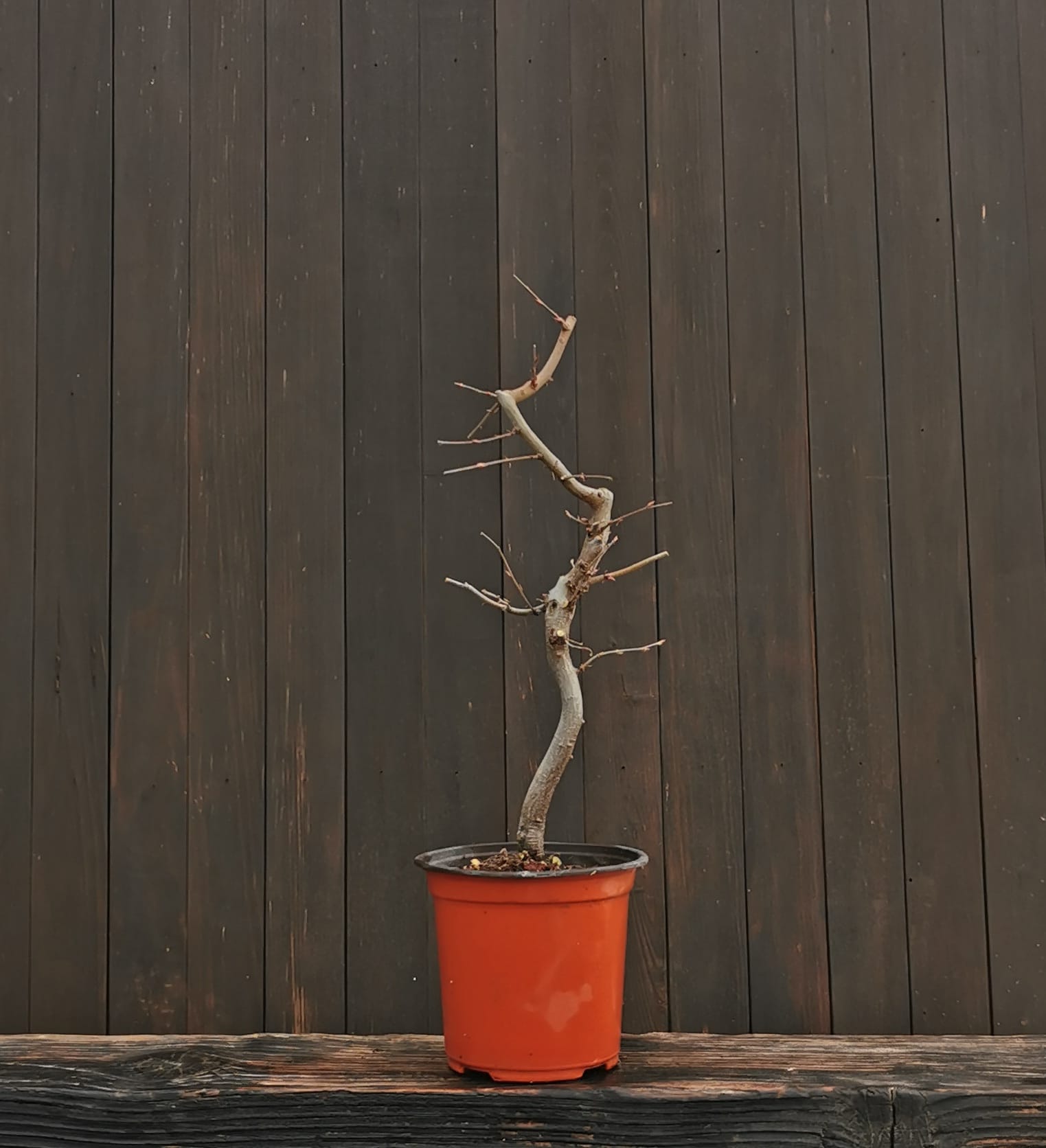 2601COR-02, Carpinus orientalis, carpen oriental, 35 cm, 275 ron, la prebonsai2