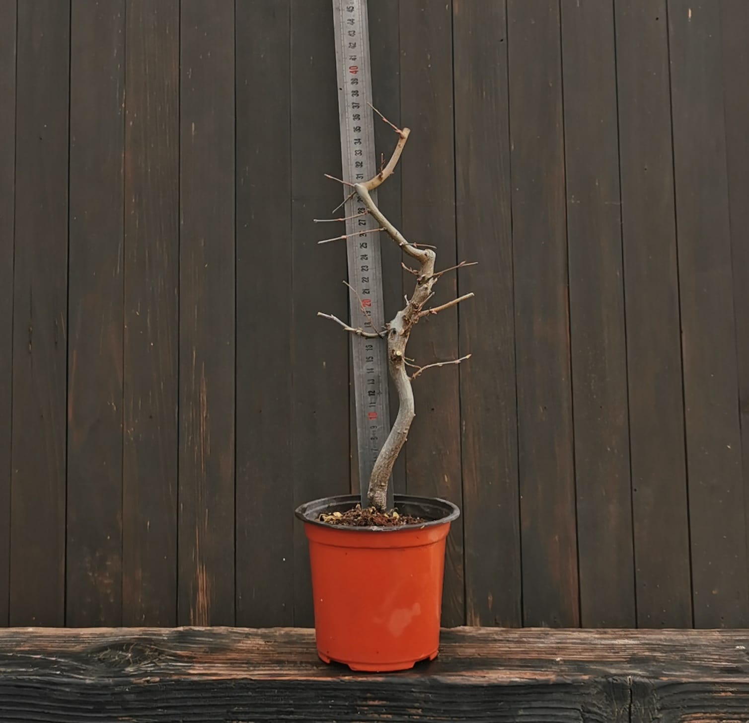 2601COR-02, Carpinus orientalis, carpen oriental, 35 cm, 275 ron, la prebonsai3