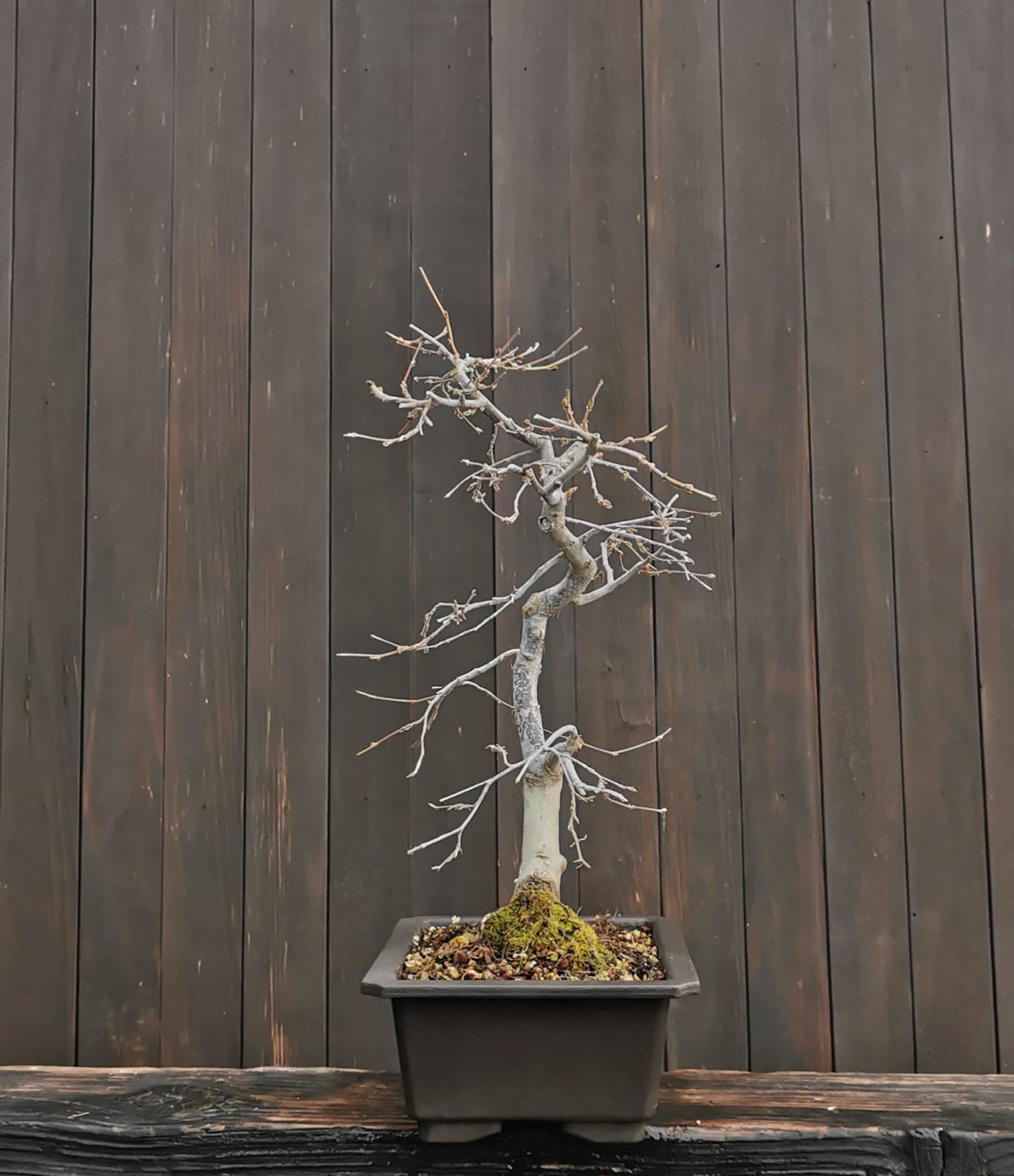 2601CT-01, Carpinus turczaninowii, carpen coreean, 41 cm, 1365 ron, la bonsai1
