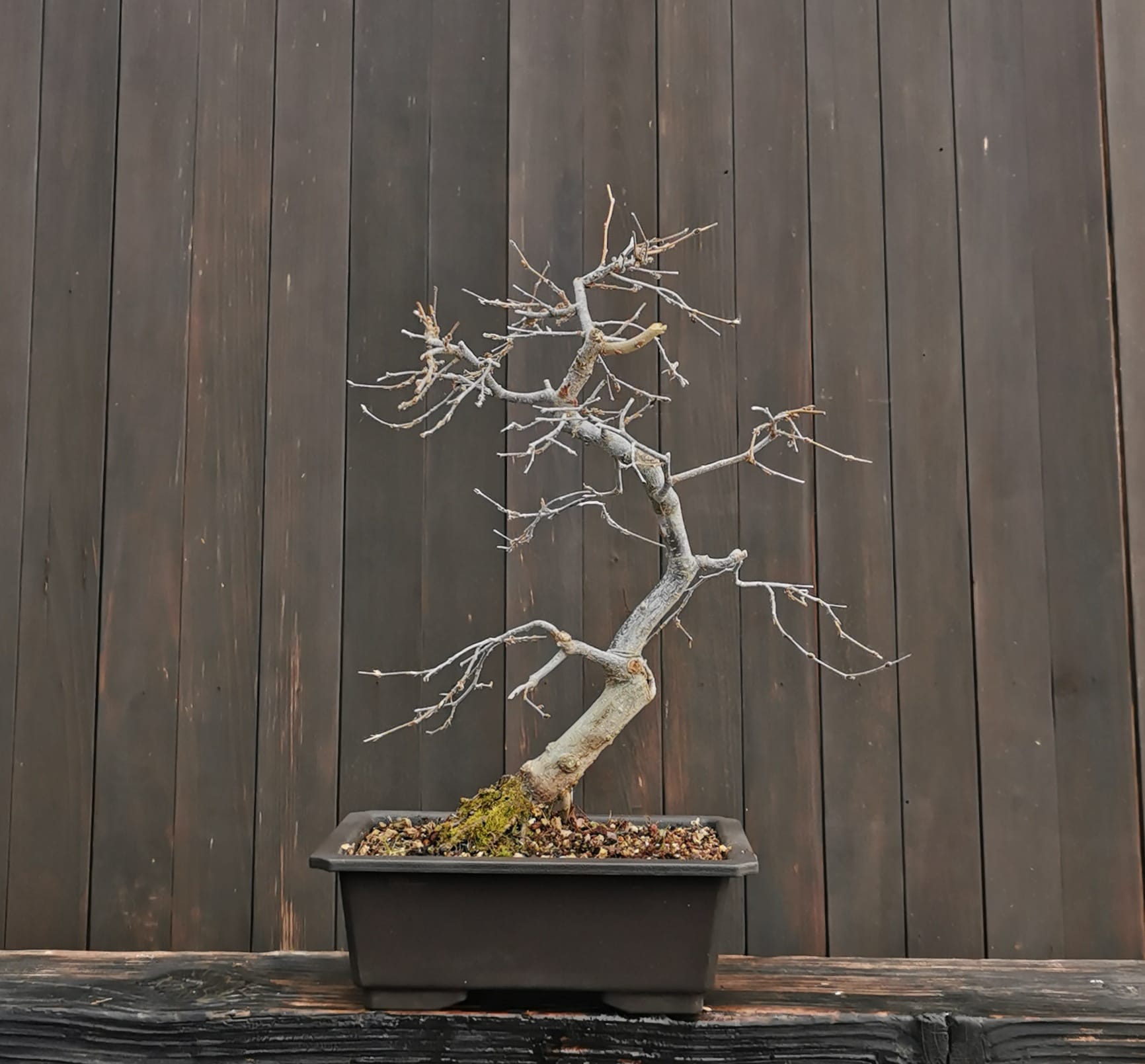 2601CT-01, Carpinus turczaninowii, carpen coreean, 41 cm, 1365 ron, la bonsai2