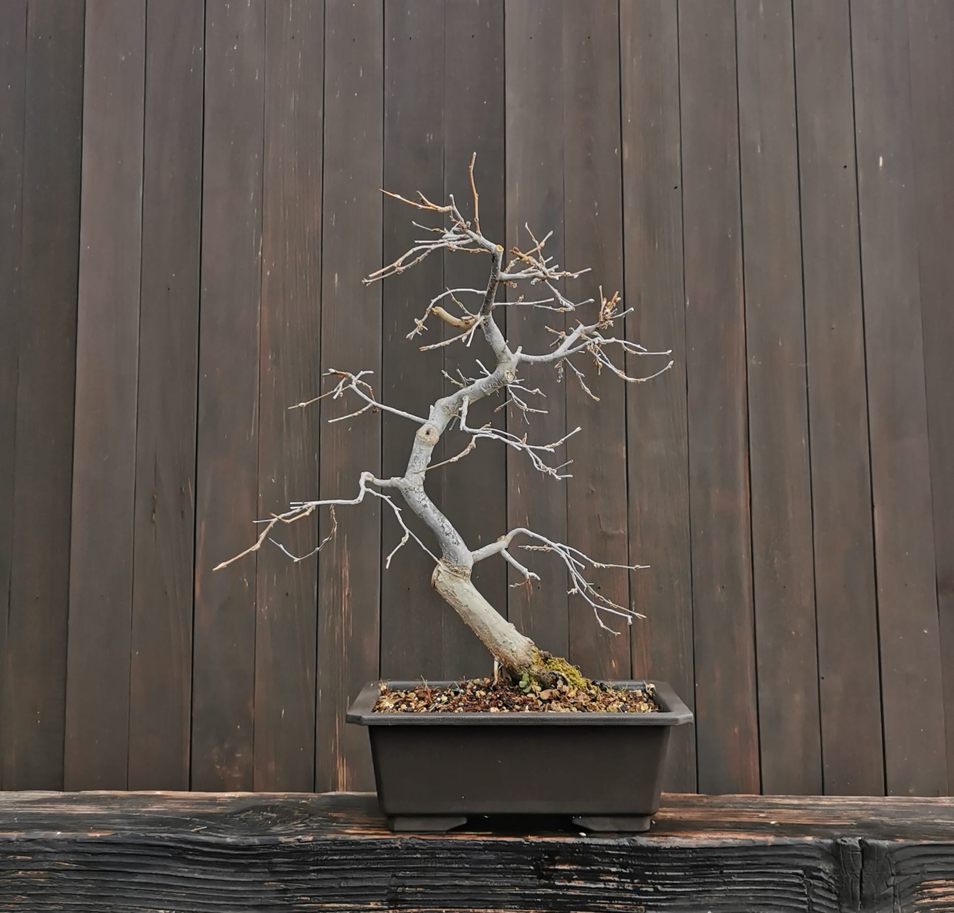2601CT-01, Carpinus turczaninowii, carpen coreean, 41 cm, 1365 ron, la bonsai3