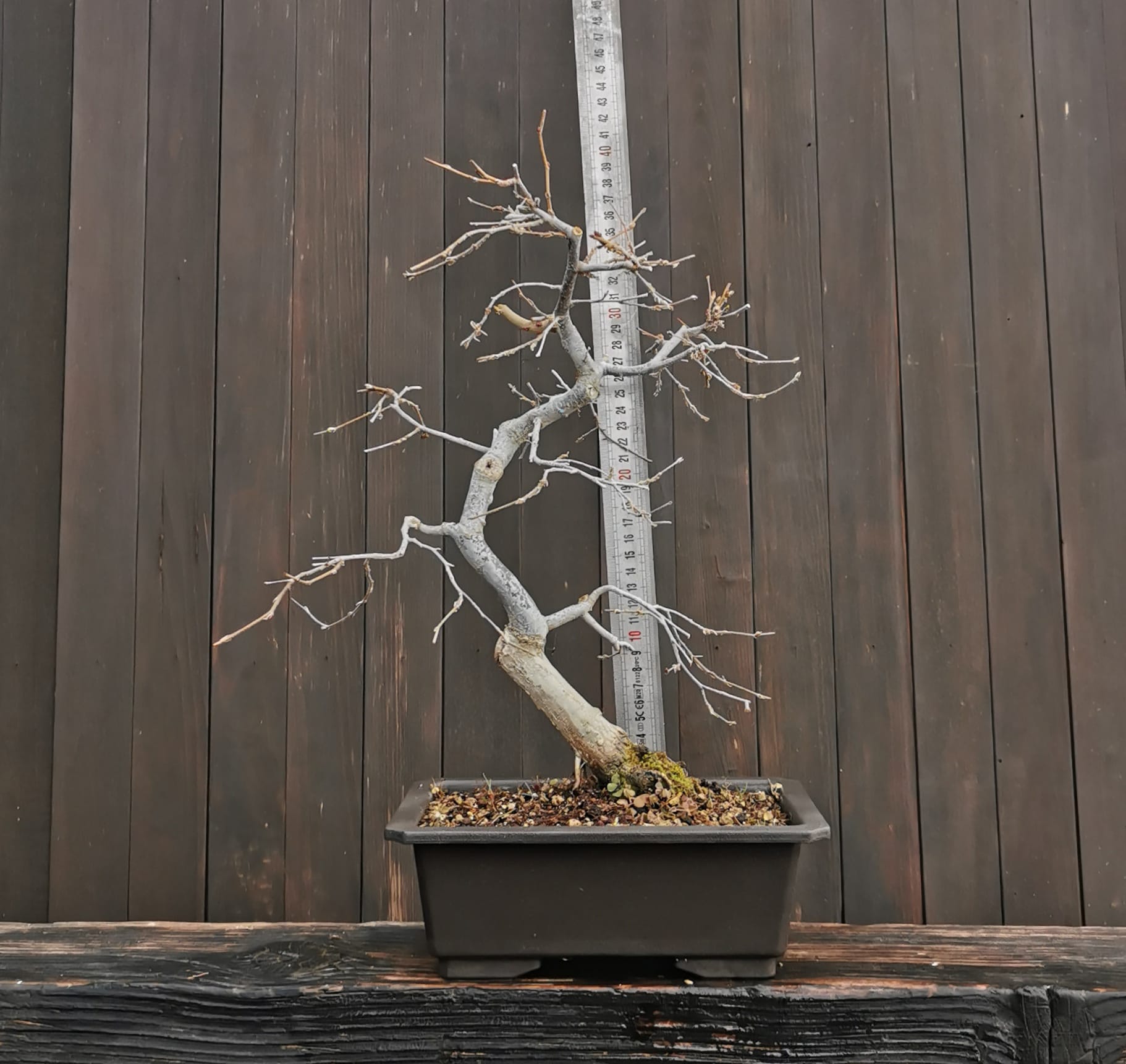 2601CT-01, Carpinus turczaninowii, carpen coreean, 41 cm, 1365 ron, la bonsai4