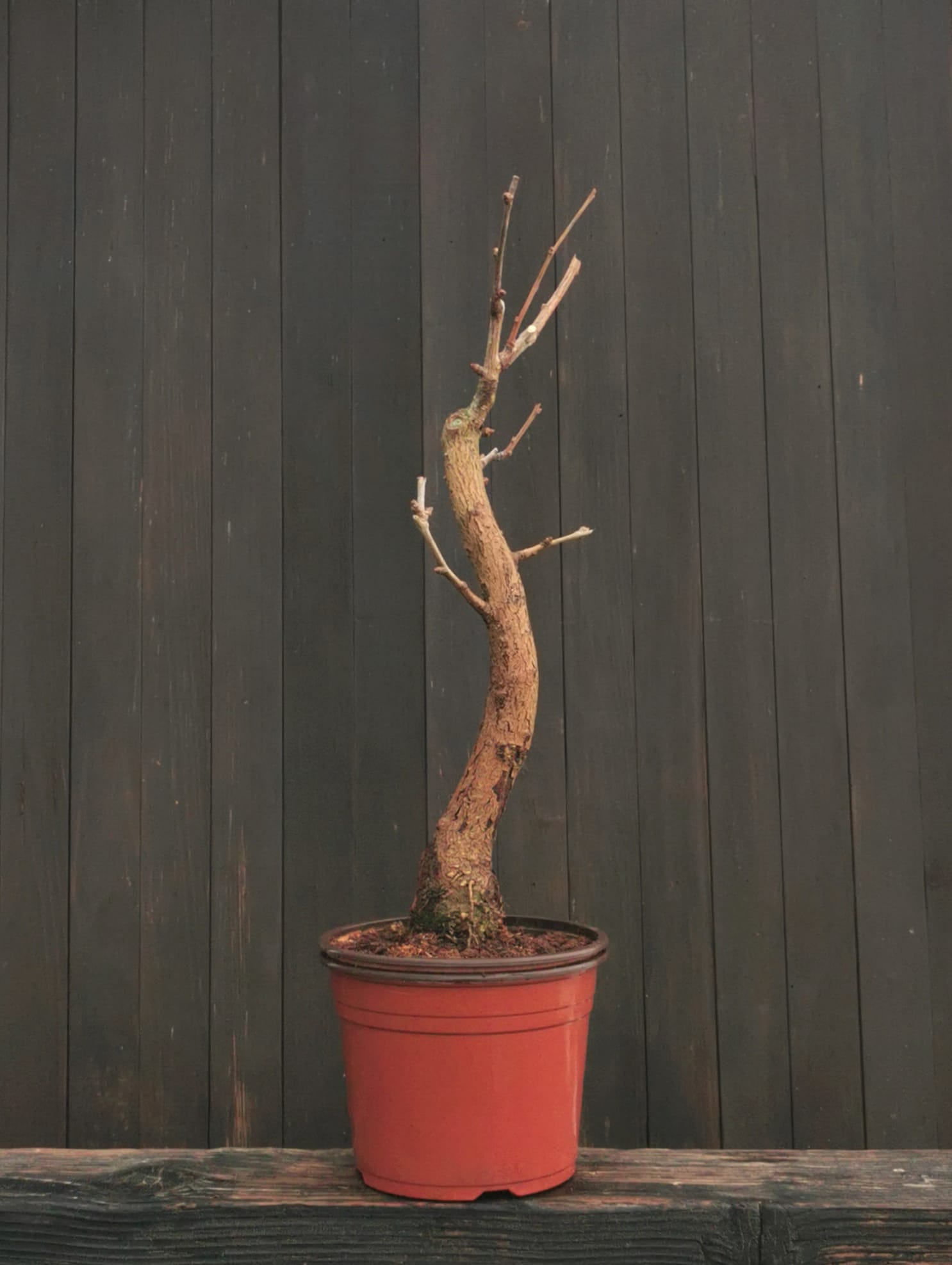 2601GB-01, Ginkgo biloba, 55 cm,, 835 ron, la prebonsai1