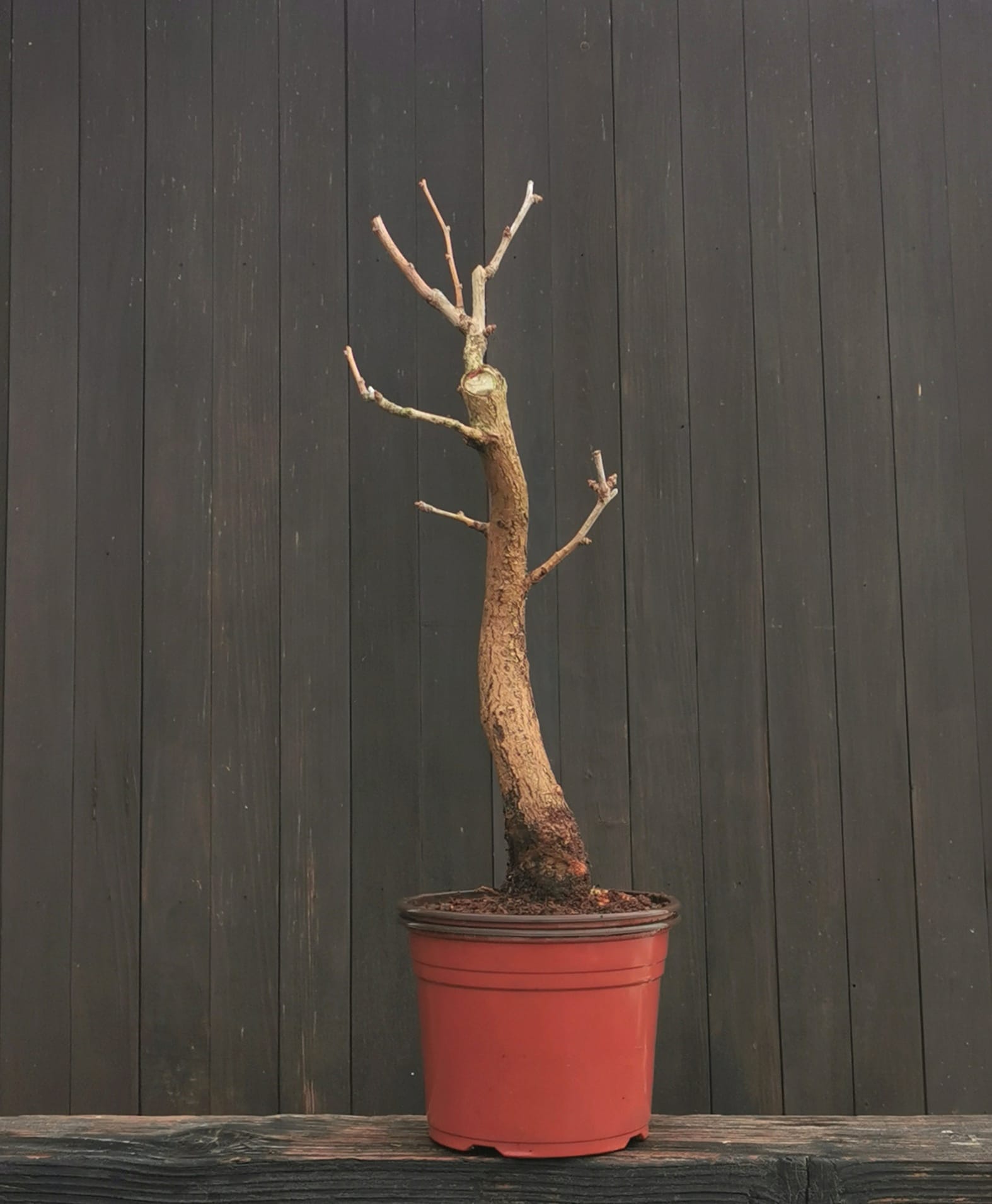 2601GB-01, Ginkgo biloba, 55 cm,, 835 ron, la prebonsai2